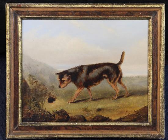 George Armfield (1808-1893) Terrier beside a rabbit hole 8.5 x 10.5in.